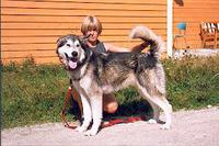 Aiwilik Millie-Mutt av Kitwanga (1997 - 2010)