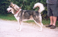 BISS N SE Uch NTch NV-99 Trap Line Avalanche Dakota WTD (1997 - 2010)