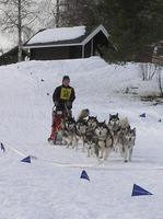 I KM for Alaskan Malamute i Sverige 24.- 25. febr. ble Petter nr. 2. Løpet går over 2 dager (2x33km.) og det var 11 spann til start. Alle hundene i spannet fikk godkjent Polarhundprov C.