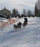I Polardistans, 150 km. fjelløp i Sverige midt i mars, ble vi nr. 1 i klassen 8-spann slede på tiden 20:03:00.