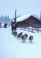 Helgen 5. og 6.1.08 deltok vi på løp arrangert av Hamar Trekkhundklubb. Løpet var et todagers løp på 2 x 12 km og vi ble nr. 6 i klassen. I vår klasse stilte det kun Siberian Husky spann i tillegg til vårt AM spann. På spannet gikk Nora, Iza, Agate, Pepzi og Gillan i tillegg til Najanin's Kind of Magic