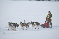 I NAMKs klubbmesterskap 50 km på Femunden midt i februar ble vi nr. 2 i 6-spannklassen og fikk tildelt trekkhundcert. I spannet gikk Nora, Iza, Jazz, Pepzi, Gillan og Najanin's Kind of Magic.