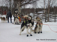 På malamute veckan i Särna 22. og 23. februar ble spannet vårt svensk klubbmester 2008. Distansen var 2 x 30km og totaltid etter to dager var 4.46.00. Vekten i sleden var 100 kg. På spannet vårt gikk Nora, Iza, Jazz, Agate, Gillan og Bruce (Najanin's Kind of Magic). Alle fikk godkjent draghundprov.