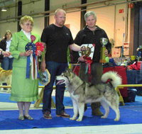 N UCH Trap Line Jaunty Jazz ble BIR og BIS og Finsk Utstillingschampion på den Finske Malamuteklubbens spesialutstilling den 19. april 2008. Dommer: Barbara Ann Brooks, forfatteren av boken "The Alaskan Malamute yesterday and today".