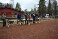 På NAMKs første offisielle utstilling ble vi beste oppdretter Fra venstre; NUch NordV-06 Trap Line Hauling Hedda, Trap Line Iron Chirikof, Trap Line Quick Kayaq og Trap Line Jaunty Balder