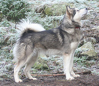 SE (POLAR)CH Trap Line Iron Iza WTD WTDA WTDX (2005 - 2017)