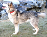 NUch SE (POLAR)CH NVV-16 Sturkberget's Tundra Tanana WTD WTDA WTDX - Lykke - (2007 - 2018)
