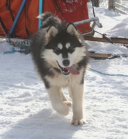 NTch SE (POLAR)CH Trap Line Celsius Delta WTD WTDA WTDX (2009 - 2019)