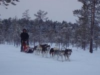 Nornäs januar 2009 - Iza, Agate, Noah, Pepzi, Lykke og Gillan avla draghundprov på 2 x 30km med tiden 5.19.00 Spannet vårt hadde beste tid av de startende.