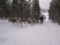 Malamuteveckan DP100 2009 - Nr. 2 av totalt 10 startende På spannet gikk Nora, Iza, Jazz, Pepzi, Lykke, Nova, Noah og Gillan. De har dermed bestått distansetesten i Sverige.