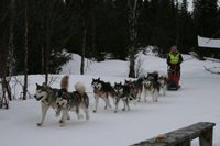 NAMK klubbmesterskap 2009 - Klubbmester, nr. 1 i åpen klasse På spannet gikk Nora, Iza, Jazz, Agate, Pepzi, Lykke, Noah og Gillan