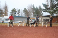 Kennel Trap Line fikk HP og ble beste oppdretter. Fra venstre ses Trap Line Vagabond Totak, Trap Line Nimble Paw Ajax, Trap Line Spirit Ninja, og NORDUch NV-08 Trap Line Jaunty Jazz