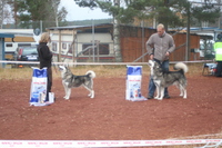 Jazz ble BIM på NAMKs hovedutstilling 2009. BIR ble Snow Cutter's Champion Leon, sønn av Felix