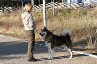 NUch Trap Line Nimble Paw Noah ble andre beste hanhund.