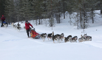 Nr. 12 av 15 startende spann, med tiden 16.19.00 På grunn av at Petter kjørte med to siberian husky i spannet, måtte vi stille i c-klassen og konkurrere med siberian husky spann På spannet gikk Millan, Ozzy, Noah, Pepzi, Velvet, Thelma, Rufus og Gillan