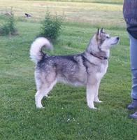 Aura ble andre beste tispe og norsk utstillingschampion på Dogs4All