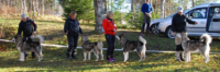 Fotograf Inger Sandanbråtan Beste oppdretter med BISS N SE DK Uch SE (POLAR)CH Trap Line Nimble Paw Noah WTD WTDA WTDX, Trap Line Packice Alvilde, NJV-13 Trap Line Rascal Kizz og NUCH Trap Line Infinity Aura WPD.