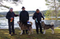 Fotograf Inger Sandanbråtan BISS N SE DK Uch SE (POLAR)CH Trap Line Nimble Paw Noah WTD WTDA WTDX ble BIR og BIS. Han ble også BIR brukshund. BIM ble Trap Line Packice Alvilde, eier Lene Barlund og Lasse Evensen. SE (POLAR)CH Sturkberget's Tundra Tanana ble BIM brukshund BISS C.I.B. NordUch DK CH NV-08 NordV-11 NVV-13 SE (POLAR)CH Trap Line Jaunty Jazz WTD WTDA ble BIR veteran