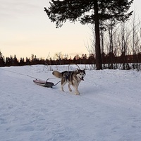 Ellie besto enspanntest på Gåsbu. Fotograf Anita Skagen