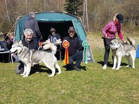 Ellie ble BIR og fikk cert på utstilling på Sunndalsøra
